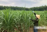 Khi người trồng mía học cách nuôi đất