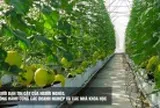 Bưởi Phúc Trạch được Liên minh châu Âu bảo hộ chỉ dẫn địa lý