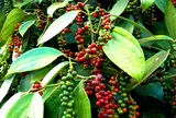 Ứng dụng Thiết bị tưới CN vào trồng cây hồ tiêu năng suất cao