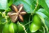 Kỹ thuật trồng và chăm sóc cây Sachi
