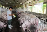 Tăng cường khả năng hợp tác với Pháp trong  pt chăn nuôi lợn tại Việt Nam