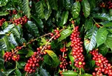 Gia Lai xuất khẩu lô cà phê đầu tiên sang châu Âu