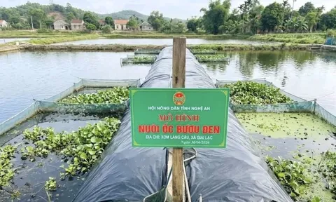 Mô hình "gợi mở" hướng đi mới cho đất lúa kém hiệu quả