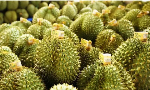 Sầu riêng Philippines hướng tới mở rộng thị phần và thị trường xuất khẩu