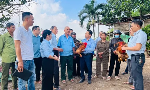 Nuôi gà theo chuẩn VietGAHP: Khi hiệu quả bắt đầu từ cách tổ chức sản xuất