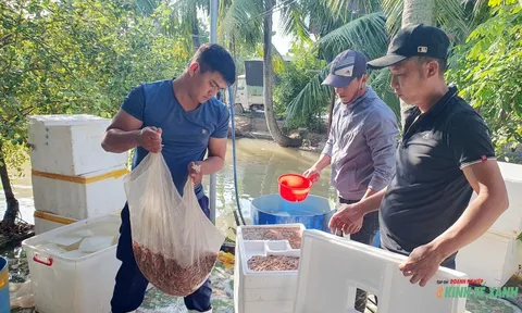 Gọi mùa rươi về trên đất Vĩnh Bảo