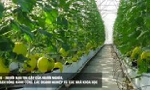 Bưởi Phúc Trạch được Liên minh châu Âu bảo hộ chỉ dẫn địa lý