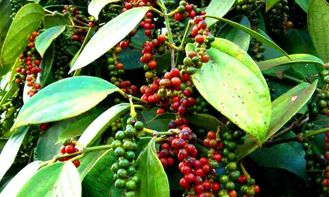 Ứng dụng Thiết bị tưới CN vào trồng cây hồ tiêu năng suất cao
