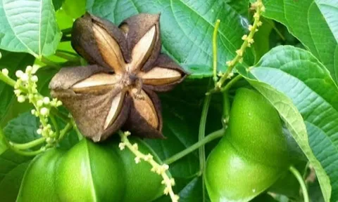 Kỹ thuật trồng và chăm sóc cây Sachi