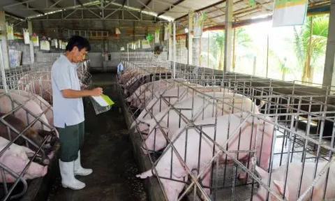 Tăng cường khả năng hợp tác với Pháp trong  pt chăn nuôi lợn tại Việt Nam