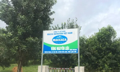 Khai thác tiềm năng phát triển cây mắc-ca tại Thạch Thành - Thanh Hóa