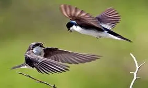 Ông Năm Dũng - Phó CT Hiệp hội VICSAFA tham dự buổi Họp trù bị