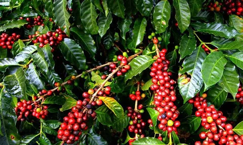 Gia Lai xuất khẩu lô cà phê đầu tiên sang châu Âu