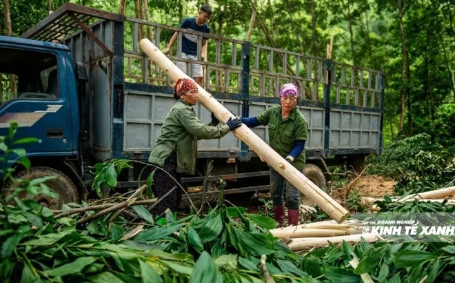 Rừng FSC và bài toán giữ giá trị gỗ ở Thanh Hóa